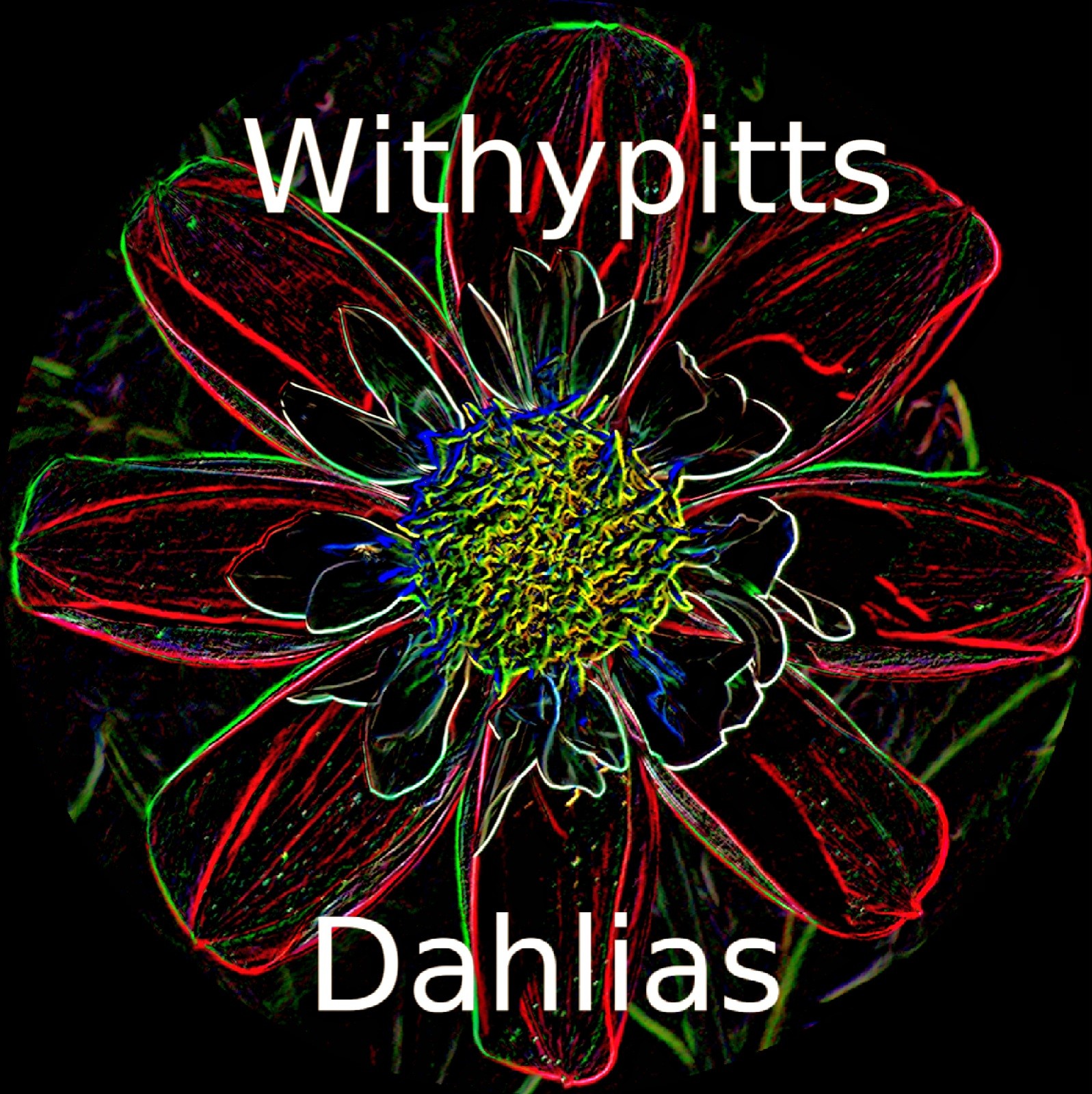Withypitts Dahlias